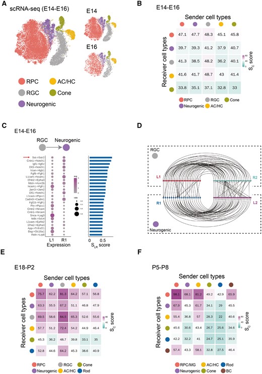 Application of the LRLoop to retinal development. (A) Five major cell types identified using scRNA-seq dataset during the early retinal developmental stages (E14 and E16). (B) Sc score between the five cell types calculated using LRLoop during early stages. (C) The unique ligand–receptor interactions predicted between RGCs and neurogenic cells during early stages. The red arrow indicates the known interactions. (D) Detailed feedback loops for interactions between RGCs and neurogenic cells during early stages of retinal neurogenesis. (E) Sc score between the six cell types calculated by LRLoop during intermediate stages. (F) Sc score between the six cell types calculated by LRLoop during late stages