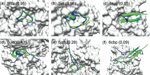 Comparison between the crystal structure (green) and predicted peptide binding modes by HPEPDOCK2.0 (blue) for three successful and three failed examples when the top 10 predictions were considered on TS25. The protein is represented by molecular surface (grey) and the fraction of native contacts reproduced by the docked pose is listed in the parentheses (A color version of this figure appears in the online version of this article.)