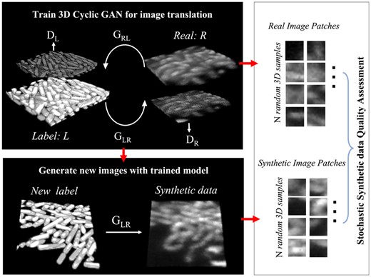Pipeline for image synthesis and assessment for LLSM 3D bacterial biofilm images. All the images shown are 3D rendered in ImageJ. Step 1: learning the label-to-image translation using 3D cyclic GAN, which contains two generators (GLR, GRL), and two discriminators (DL, DR). Step 2: the learned translation from labels to real images is used to generate synthetic data. Step 3: evaluating the quality of synthetic data with SSQA