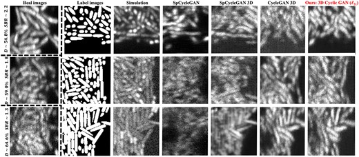 Qualitative comparison of different synthesized results. The images in each column are one slice-view along z-axis in the 3D volume. Real: real enhanced LLSM experimental 3D images, which contain three average biofilm local densities (D), 54.8%, 59.0% and 64.6%, and three signal-to-background ratios (SBR), 2.2, 1.8 and 1.3 (Zhang et al., 2020). Label: label images obtained by CellModeller with comparable local density conditions to the first column. The synthetic outputs for comparison are from model-based simulation (Zhang et al., 2020), original SpCycleGAN (Fu et al., 2018), SpCycleGAN loss in 3D, CycleGAN loss (Zhu et al., 2017) in 3D and our modified 3D cyclic GAN with (p1,p2)=(2,1) and (α,β)=(2,1) in Equation (3). More visual comparisons can be found in Supplementary Figure S2