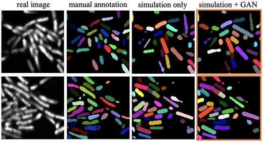 Comparison of segmentation performance with single-cell manual annotation from Wang et al. (2021). The images shown are one slice in the 3D volume