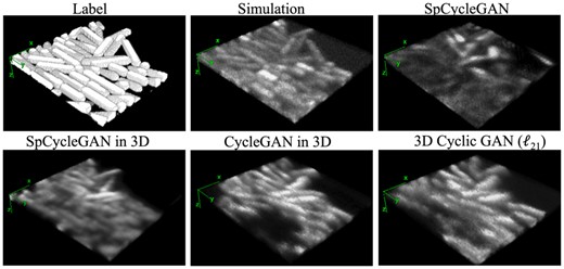3D comparison of GAN outputs rendered in ImageJ, which shows the preservation of axial (along z-axis) signal continuity with 3D GANs, as well as problems in location drift and missing cells associated with SpCycleGAN (Fu et al., 2018), SpCycleGAN in 3D, CycleGAN (Zhu et al., 2017) in 3D and the proposed 3D cyclic GAN (ℓ21). The ground truth label volume and model-based simulation result are shown for reference
