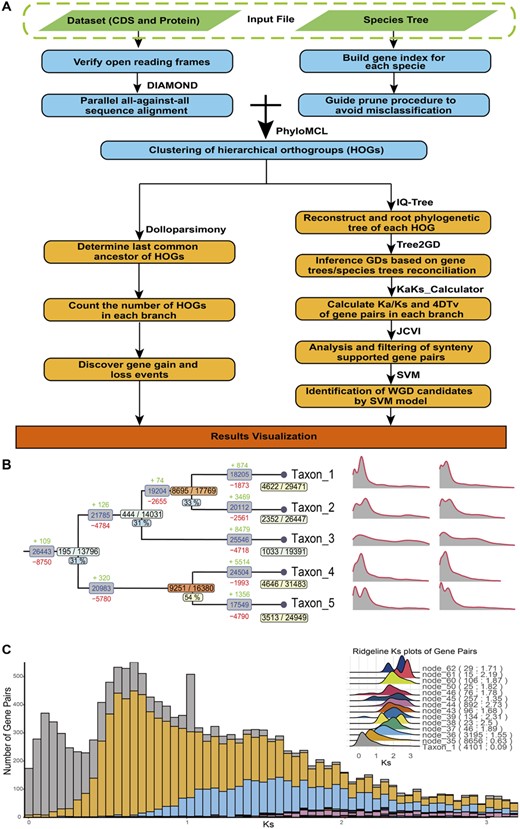 Illustration of the workflow of Tree2GD. (A) Detailed process of Tree2GD detecting gene duplicates (GDs). (B) The summary plot of the software example output, including GDs ratio, HOGs gain/loss, Ks and 4DTv which were mapped on the corresponding position of the species tree. (C) The Ks histogram of the software example output, different colors represent GD gene pairs on different branches