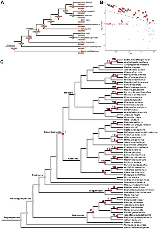 Summary of GD events across 12 Metazoans and 68 angiosperm species detected by Tree2GD. (A) Illustration of GDs discovered in 12 Metazoan genomes with two known WGDs labeled on the species tree. (B) Dot-plot of observed GD numbers and Ks values of all nodes on the angiosperm tree with 68 genomes. Dots denote 26 previously reported WGDs and crosses for SSDs on the other nodes. The dashed line denotes for the separation maximizes the difference between WGDs and SSDs by using a SVM model. A 5-fold cross validation is presented in Supplementary Figure S3. (C) Presentation of large-scale GD events inferred from 68 angiosperm genomes. The 26 known WGD events (red dots) are labeled with #1 to #26 on the tree