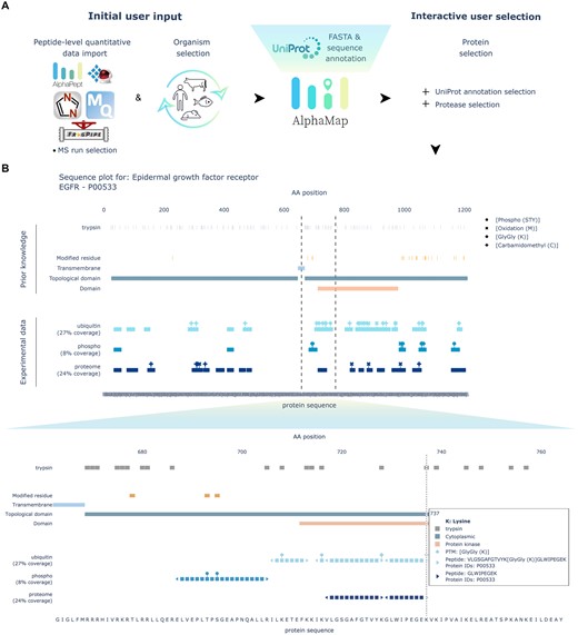 (A) Overview of the AlphaMap workflow from MS data upload to the interactive sequence visualization. (B) Exemplary sequence visualization for epidermal growth factor receptor (EGFR). A zoom-in on a selected sequence region, indicated by dashed lines, is provided at the lower part of the panel