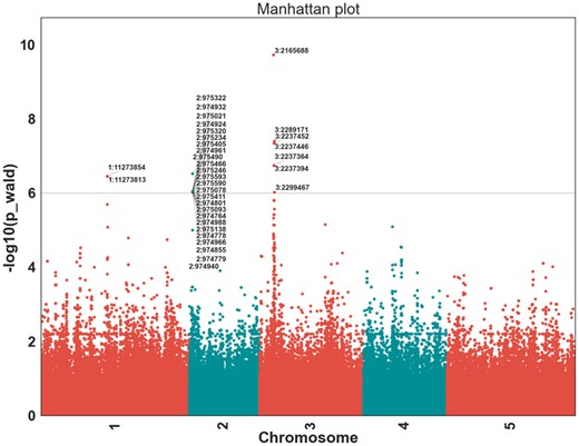 Manhattan plot produced by vcf2gwas on avrRpm1 recognition in A.thaliana (The nearest significant SNP to A.thaliana Rpm1 resistance gene on chromosome 3 is 8340 bp upstream.)