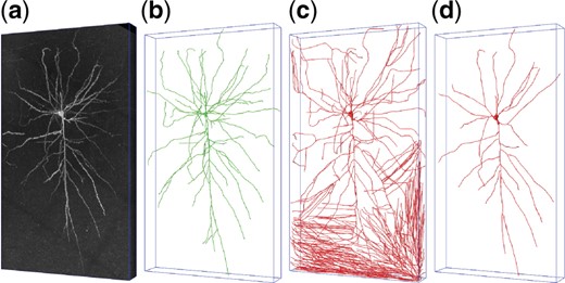 (a) A noisy neuronal image with size of 291×3298×1881 (z-y-x), containing a complete neuron. (b) The manual reconstruction of the neuron. (c) An automatic reconstruction which incorrectly takes background noises as nerve fibers. (d) Another automatic reconstruction which overlooks the weak nerve fibers