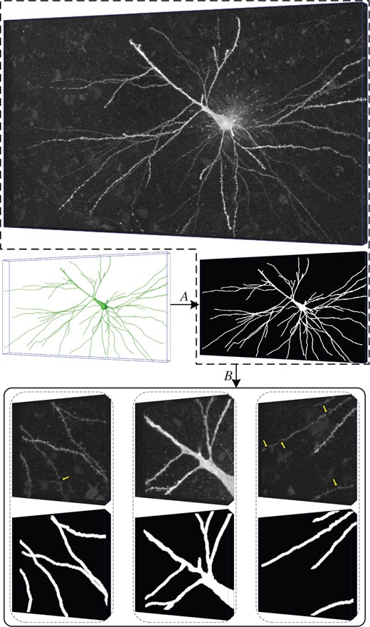 A neuronal image and three cubes cut from it. A: labeling, B: cutting. The cubes are corrupted by random noises; some weak nerve fibers in the cubes are disconnected, as marked by the yellow arrows. The 3D label matrices are shown below the cubes