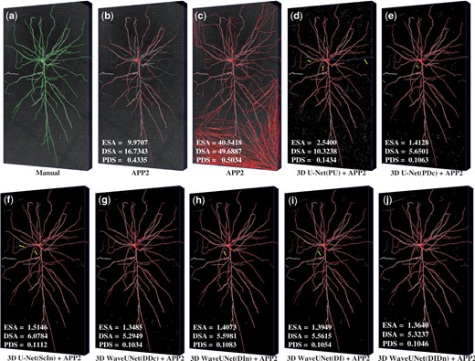 The reconstructions of various methods. (a) The reconstruction manually traced by experts. (b, c) Two reconstructions of APP2 on the original neuronal image, with different parameters. (d–f) The reconstructions of APP2 on the images segmented by the three 3D U-Nets. (g–j) The reconstructions of APP2 on the images segmented by the four 3D WaveUNets. In the reconstructing experiments, we tune two parameters of APP2, i.e. background threshold and length threshold. For the neuron reconstructions shown in (b), we set the two parameters as 10 and 5, respectively, which are the default values in APP2. For the one shown in (c), we set both two parameters as 1. For all the neuron reconstructions traced on the images segmented by 3D deep networks, we set both of the APP2 parameters as 1