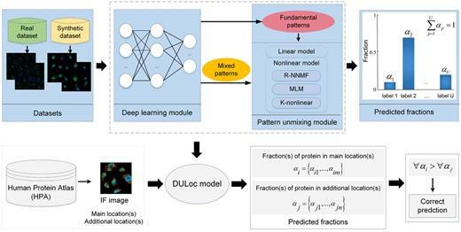 Flowchart of the experiments in this article. There are two sections, i.e. the construction of DULoc model and its application. In the first section, the fluorescence images were processed by the deep learning module to extract subcellular pattern features. The fundamental patterns are the patterns of single-location proteins and the mixed patterns are those of multi-label proteins. Each mixed pattern was decomposed by the pattern unmixing module to get fractions. The unmixing module was tested on a real and a synthetic dataset, and the final DULoc was constructed according to their results. In the second section, the IF images with qualitative annotations from the HPA database were fed into the DULoc to get the fractions of proteins across the annotated subcellular locations. Evaluation of the fractions was based on the fact that each of the annotated subcellular locations for one image was manually assigned as either main or additional in the HPA. If all of the fraction(s) of protein in main location(s) are higher than those of additional location(s), the image would be regarded as a correct prediction. The consistency between the predicted fractions and the order of qualitative annotations was used as the evaluation criterion of the large-scale application