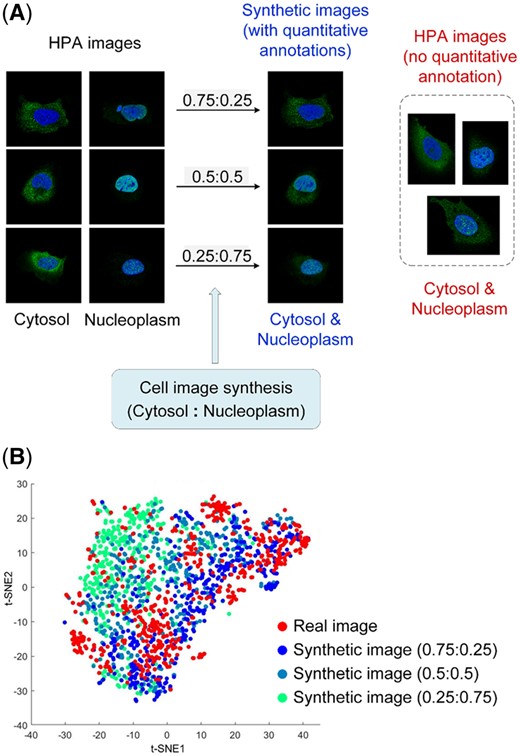 Comparison of synthetic and real cell images. (A) Examples of synthetic and real cells of the cytosol and nucleoplasm pattern. (B) t-SNE visualization