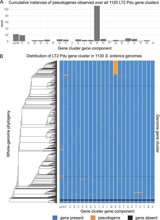 Whole-genome phylogenomic analysis of LT2 Pdu gene cluster completeness in 1130 S.enterica genomes. (A) Cumulative count of pseudogene occurrences identified by GeneGrouper in 1120 LT2 Pdu gene clusters. PduN had a particularly high frequency of pseudogene occurrence. (B) Comparison of these genomes' whole-genome phylogeny (as determined by PhyloPhlAn 3.0 using the provided 400 gene marker database) with LT2 Pdu gene cluster composition and completeness in each genome