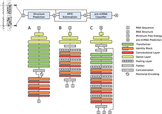 Schematic representation of the complete miRe2e: full end-to-end architecture for pre-miRNA prediction in genome-wide data. The details of the architecture of each model are shown below. (A) The input RNA sequence  enters the Structure Prediction model, which outputs the RNA structure . (B) The MFE Estimation model receives  and  and calculates the Minimum Free Energy . (C) The pre-miRNA Classifier model receives ,  and  and provides the pre-miRNA prediction 