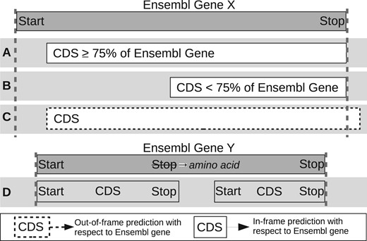 Illustration of how predicted CDSs are classified as having detected or not detected the CEA genes. Predicted CDSs are compared to the genes held in Ensembl. (A) The predicted CDS covers at least 75% and is in-frame with Ensembl gene and therefore it is recorded as detected. (B) The predicted CDS covers <75% of the Ensembl gene and therefore is recorded as not detected. (C) The predicted CDS covers part of an Ensembl gene but is out of frame (dotted outline) and therefore is recorded as missed. (D) The use of alternative stop codons causes the predicted CDS to be truncated or divided into two CDSs that span the Ensembl genes and therefore is recorded as missed