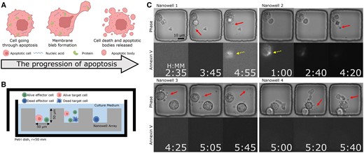 The proposed label-free method for detecting ApoBDs complements apoptosis detection using Annexin-V fluorescence by analyzing the visual indications apparent in phase-contrast imaging (Fig. 7 presents that only 30% of apoptotic cells exhibited a clear Annexin-V signal). Figure created with BioRender.com. (A) ApoBDs are extracellular vesicles produced by apoptotic cells carrying various molecular cargoes of interest. (B) Schematic illustration of the high-throughput TIMING. The system profiles cell–cell interactions at scale. (C) Four sample nanowells illustrate the variable Annexin-V signal within apoptotic cells. In Nanowells 1 and 2, the Annexin-V signal is clear, whereas, in Nanowells 3 and 4, the Annexin-V signal is absent despite the apparent onset of apoptosis in the phase images. The solid arrows highlight ApoBDs release. Dashed arrows highlight cells with Annexin-V staining.