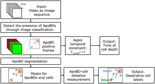 Image analysis workflow for label-free analysis of ApoBDs. Starting from a phase-contrast video image sequence, we first screen nanowells for the presence/absence of ApoBDs using a deep neural network. Next, we look for three consecutive frames containing ApoBDs to quantify the time of cell death. Finally, we segment individual ApoBDs using a second deep neural network and identify the apoptotic cells by association. Figure Ccreated with BioRender.com.