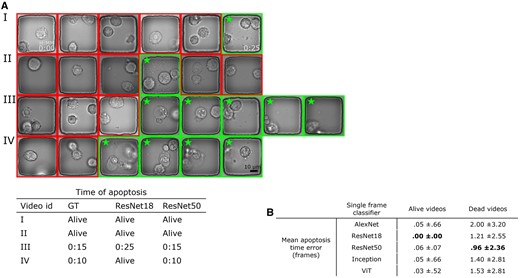 The illustration of our method for assessing the time of cell death by detecting three subsequent frames with ApoBDs presented. In this case, the Resnet50 provided the most effective performance. (A) Visual comparison of the detection performance of Resnet18 and Resnet50. The boxes with star sign highlight nanowells that were labeled to contain ApoBDs. (B) Table of comparative performance of the five neural networks predicting the onset of apoptosis.