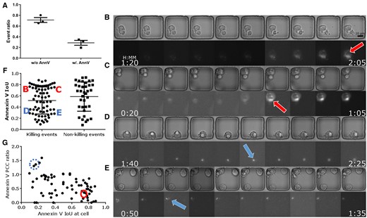 Summary of critical experimental findings. (A) Only about 30% of apoptotic cells we found exhibited a detectable Annexin-V signal, implying that only the proposed ApoBD-distribution-based method can successfully find nearly 70% of them. Therefore, the proposed method offers two significant benefits—the reliable performance of apoptosis detection in a label-free fashion and the ability to handle numerous cases with undetectable Annexin-V signals. (B–E) Four sample cells illustrate Annexin-V signal with different IoU values. Cells D and E have low IoU valueshighlighted by arrows with dashed outline and dashed circle in panel G, while cells B and C display an evenly distributed Annexin-V signal with high IoU indicating the cell body. (F) An IoU-based comparison of the spatial overlap of the Annexin-V signal and the neural-network-based segmentations of apoptotic cells. Signal with low IoU values is harder to detect and vice versa. The result showed that more killing events had Annexin-V signal localized than non-killing events. (G) Our analyses showed that the Annexin-V signal polarizing toward the IS has lower IoU during the killing events.