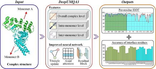 The flowchart of DeepUMQA3. For the input complex structure, it is described from three aspects: overall complex features, intra-monomer features, and inter-monomer features. Then, the extracted features are fed into a residual neural network coupled with triangle update and axial attention to predict the lDDT of each residue and the accuracy of the interface residues.