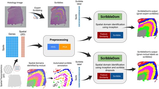 ScribbleDom overview. ScribbleDom can work through two different pipelines, when the human annotator scribbles over the histology image (upper part) and when the output of a non-spatial clustering algorithm (e.g. mclust) is used as prior knowledge (lower part). ScribbleDom receives the prior knowledge about the spots, the preprocessed transcriptomics data, and the spatial information about each spot as its input. Data are preprocessed by taking highly variable genes (HVG) and then performing principal component analysis (PCA) on these HVGs. ScribbleDom identifies domains in the ST data using Inception by minimizing a loss function having two components—feature similarity loss and scribble loss. The results produced by ScribbleDom show significant improvement compared to state-of-the-art models.