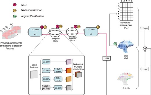 Schematic diagram of the model architecture of ScribbleDom, which consists of two 1 × 1 convolutions and two inception blocks. The inception blocks facilitate capturing features at different resolutions. Loss is calculated using cross entropy between the predicted cluster label and the scribble (for the scribbled spots) or the response map (for the spots without scribbles).