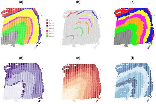 Comparison of various spatial domain detection algorithms on the DLPFC dataset, sample 151673. (a) Manual annotation (ground truth). (b) Scribbles by a human annotator. (c) Spatial domains detected by ScribbleDom. (d) Spatial domains detected by SC-MEB. (e) Spatial domains detected by BayesSpace. (f) Spatial domains detected by AutoScribbleDom.