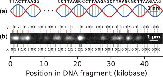 PatternCode concept. Subplot (a) presents an illustration of a DNA molecule (not to scale), with the pattern CTTAAG labeled. Subplot (b) shows an example DNA fragment experimental image, which is used for estimation of theoretical model parameters. Bottom: the pattern occurrences in the human genome sequence, matching the DNA fragment, along with their bin counts (x). Top: localized labels, together with their bin counts (y).