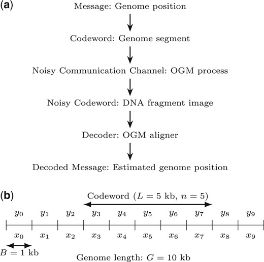 Information-theoretic model of OGM as a random codeword transmitted over a noisy communication channel. (a) The OGM communication channel flowchart. (b) Example model parameters, explained in Section 2.1. B is the bin size, L is the DNA fragment length, n is the number of bins in the DNA fragment, and G is the genome length (here it’s very short, for illustration). The number of possible position offsets of a codeword in the binned genome is the number of messages (or codebook size) M. Also shown are the bin counts of pattern occurrences in the genome sequence (x) and of the labels in the DNA fragment image (y).
