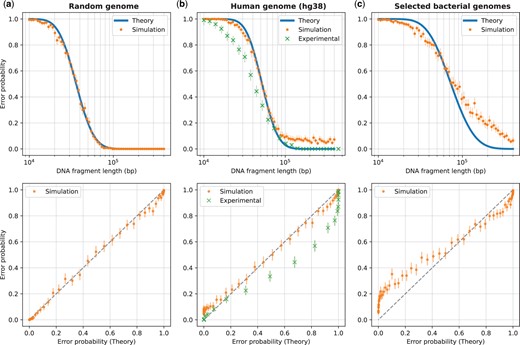 Validation of the theoretical model versus DNA fragment length. Validation results are shown against three sets of genome sequences: a random genome sequence (i.i.d. uniformly distributed nucleotides) of length 108 bp (subplot a), the human genome (subplot b), and selected bacterial genomes (subplot c; see Supplementary Table S1). The plots in the top row show the error probability versus fragment length, while the bottom row plots show the same data but with the theoretical error probability on the x-axis and the simulated or experimental error probabilities on the y-axis (which reflect the actual error rate in simulation or experiment). The theoretical error probability was computed using Equation (1), and the simulated error rate was computed as described in Section 2.2, based on 512 randomly generated DNA fragments for each length shown. For the human genome, in addition to the simulated error rates, we show the experimental error rates for comparison. These experimental error rates (for the DeepOM algorithm) were adapted from Figure 4b in Nogin et al. (2023) and described in Section 2.3. Overlay of experimental results for the Bionano software, is in Supplementary Fig. S5. For both, the simulated and experimental error rates, 95% confidence bounds (Clopper and Pearson, 1934) for the rate are shown, based on the error counts and the number of trials.