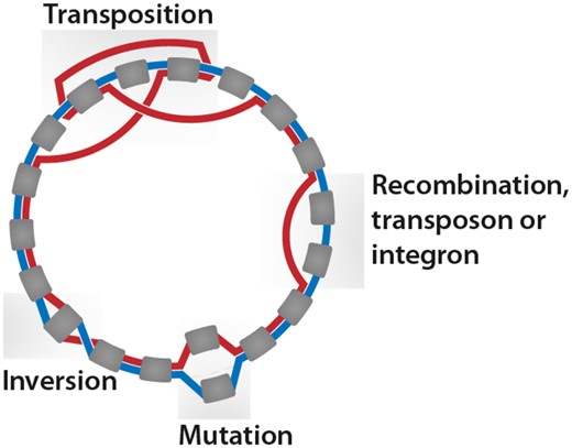 Plasmid evolutionary events and their results in panplasmidome graphs, representing all plasmids hosted in a group of organisms. Rounded gray boxes are CDS; the lines between them (colored red and blue) show syntenic paths of two plasmids. Regions corresponding to inserted transposons/integrons or acquired through recombination (labeled as such) result in synteny blocks in only one plasmid. An accumulation of mutations inside a CDS leads to its classification into different homolog families; these events appear as overlapping genes connected to the same nodes. Inversions lead to two edges linking one common node to different extremities of the same CDS. Transpositions change three edges of a plasmid.