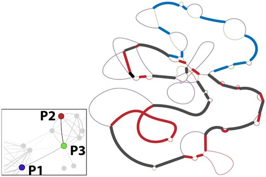 Region of the E coli cluster network (bottom left) showing evidence of a plasmid (P3, accession number CP103509) obtained through recombination between P1 (CP103634) and P2 (CP102948). The simplified pangenome (right), without duplicate CDS, further shows evidence for recombination, as P3 has a mosaic structure of regions in P1 and P2. Heavy lines are regions shared between P3 and P1 (blue), P2 (red), and both (black). Lighter lines represent regions exclusive to one plasmid and are colored accordingly. The original panplasmidome graph is available in Supplementary Fig. C-I.
