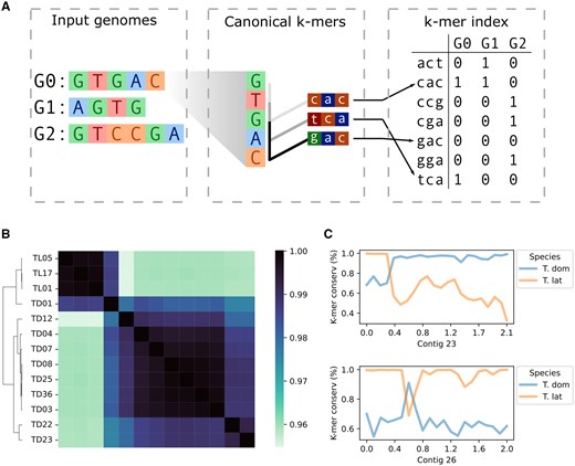 PanKmer enables the rapid estimation of relatedness across the pangenome as well as analysis of specific loci. (A) Schematic of procedure for constructing the k-mer index. In the example, each genome G0–G2 is decomposed into canonical 3-mers. Each 3-mer is equivalent to its reverse complement, and the lexicographically first is the canonical form. Each 3-mer is assigned an integer value, and its presence/absence is recorded for each genome in the index. (B) Relatedness heatmap of Typha pangenome, ANI values shown. (C) Genome anchoring plots of representative contigs in TD01. Average k-mer conservation of 100-kb bins shown, where k-mer conservation is the fraction of TD or TL genomes that include each k-mer along the contig.