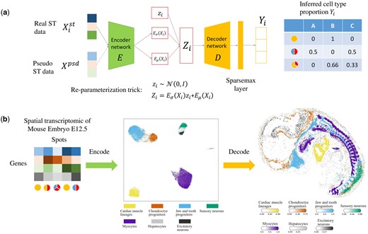 Overview of stVAE. (a) The network architecture of stVAE. It consists of encoder and decoder networks. stVAE takes gene expression of both pseudo spots and real spatial spots as input and generates their inferred cell type proportions. The pseudo spots are generated from the scRNA-seq reference dataset with known cell type proportions, which can be used as a supervised component to guide the training process for small spatial transcriptomic datasets. (b) An example demonstrating the intuition of stVAE. The encoder network takes spatial transcriptomic spots as inputs and encodes them to the latent features Z. The cell types become better separated at the latent space of Z. The decoder network takes Z as input and estimates the cell type composition of the corresponding spots.