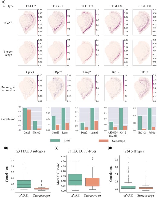 stVAE accurately resolves subtypes of telencephalon projecting excitatory neurons (TEGLU) and other cell types in the mouse brain Stereo-seq dataset. (a) Top two rows, the proportions of five TEGLU subtypes inferred by stVAE and Stereoscope are displayed on each spot; The third row, expression levels of the five corresponding top-ranked marker genes are displayed; Bottom row, the Spearman’s rank correlations between the inferred cell type proportion and expression levels of the top two marker genes for the five TEGLU subtypes. (b) Comparison of Spearman’s rank correlation between the expression of top-ranked marker genes and the proportions of 23 TEGLU subtypes inferred by stVAE and Stereoscope. (c) Comparison of Moran’s I score for 23 TEGLU subtypes using the proportions inferred by stVAE and Stereoscope. (d) Comparison of Spearman’s rank correlation between the expression of top-ranked marker genes and the cell type proportions inferred by stVAE and Stereoscope over all spots for 224 cell types.