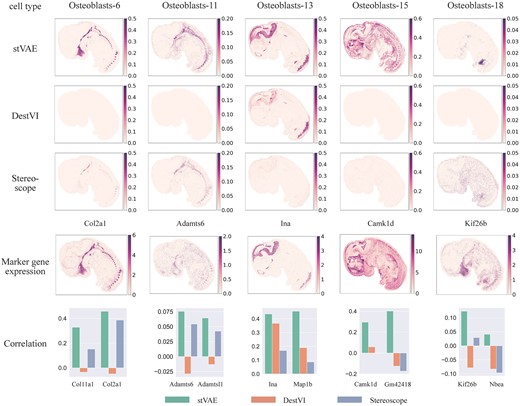 Application of stVAE on E12.5 mouse embryo obtained from Stereo-seq. Top three rows, the proportions of the five osteoblast subtypes inferred by stVAE, DestVI, and Stereoscope are displayed on each spot. The fourth row, expression levels of the five corresponding top-ranked marker genes are displayed; Bottom row, the Spearman’s rank correlations between the inferred cell type proportions and expression levels of the top two marker genes for each of the five osteoblast subtypes.