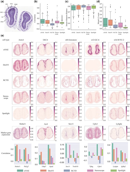 Application of stVAE on the mouse olfactory bulb dataset generated from Stereo-seq. (a) Laminar organization of the mouse olfactory bulb in the histology image (Fu et al. 2021). (b and c) comparison of Spearman’s rank correlation coefficient and JS distance between stVAE and the other methods, where the expression of top-ranked marker genes and the inferred cell type proportion of 40 cell types across all the spots are used in the computation. (d) Comparison of Moran’s I score between stVAE and the other methods, where the score is computed from the inferred cell type proportions over all the spots. (e) Top five rows, the proportions of the five cell types inferred by stVAE, and the other methods are displayed. The sixth row, expression levels of the five corresponding top-ranked marker genes are displayed; Bottom row, Spearman’s rank correlations between the inferred cell type proportions and the expression levels of the top two marker genes for the five cell types are shown.
