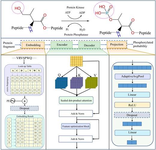 Framework of PSPred-ALE for SARS-CoV-2 phosphorylation modification site identification