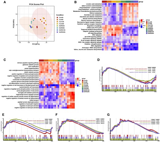 (A) PCA of A549 cells infected with SARS-CoV-2 at different hours post-infection (hpi) compared to uninfected cells. (B–C) Heatmap of the top 26 KEGG pathways (B) and top 25 GO pathways (C) in SARS-CoV-2 infection groups and uninfected groups at different time course of post-infection. GSEA was performed against the KEGG datasets or GO dataset for BPs. The color of the lattices represents the false discovery rate value for each enriched KEGG term or GO term. (D–G) Enrichment analysis of GO involved the dephosphorylation pathway. GSEA of 2 hpi (D), 6 hpi (E), 12 hpi (F), 24 hpi (G), P-value and P-adjusted are indicated. Con2h, mock-infected A549 cells (2 hpi); SARS2h, SARS-CoV-2-infected A549 cells (2 hpi); Con6h, mock-infected A549 cells (6 hpi); SARS6h, SARS-CoV-2-infected A549 cells (6 hpi); Con12h, mock-infected A549 cells (12 hpi); SARS12h, SARS-CoV-2-infected A549 cells (12 hpi); Con24h, mock-infected A549 cells (24 hpi); SARS24h, SARS-CoV-2-infected A549 cells (24 hpi)