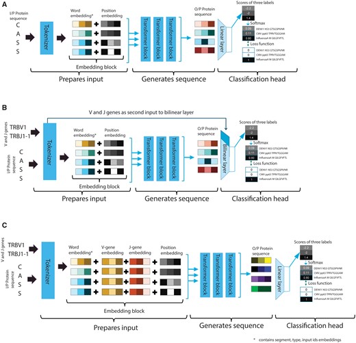 Overview of the data flow in the different transformers settings. (A) Baseline setting: The CDR3 sequence is provided to the tokenizer to generate a numerical representation of the input sequence based on embeddings learnt during pre-training. The prepared input is divided into three parts (Query, Value, and Key) and provided to the transformer block to implement the self-attention mechanism. The output representation generated by the transformer block is then used by the classification block to predict the epitope label. (B) Classification setting: Sequence is provided to the transformer block and the gene usage information is directly presented to the classification head, where the gene information is added into a bilinear layer. (C) Embedding setting: The sequence along with the gene usage information from the embedding block is provided to the transformer block; thereafter, the combined embeddings are fine-tuned.