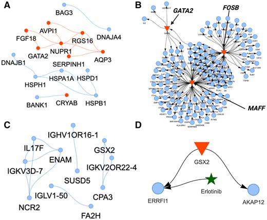 Gene co-expression and regulatory networks (GCN, GRN) of selected gene modules in classical monocytes associated with survival or mortality of patients with acute respiratory illness. (A) The GCN (blue nodes) of the gene module associated with deceased patients (correlation ≥ 0.9). Red nodes indicate hub genes. (B) The GRN of the same module with three major TFs (GATA2, MAFF, FOSB) (red triangles) regulating their TGs in the module (blue nodes). (C) The GCN and (D) the GRN of the gene module associated with surviving patients.