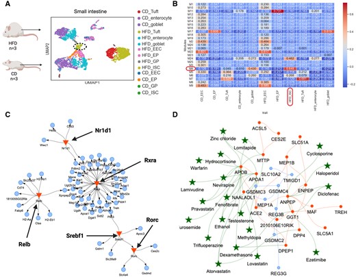 GCN, GRN, and repurposing drug candidates to target ISCs in isolated villi of diet-induced obesity. (A) scRNA-seq data from villi of the small intestine from mice on high-fat/high-sugar diet (HFD) or CD. ECC, enteroendocrine cells; EP, enterocyte progenitors; GP, goblet progenitors; ISC, intestinal stem cells; Tuft, Tuft cells; enterocyte, enterocytes; goblet, goblet cells. (B) The 25 co-expression gene modules retrieved between cell types of the enteroendocrine lineage. The gene module with the strongest unique correlation to HFHSD intestinal stem cells (ISCs) is highlighted. (C) The GCN of M4 (correlation ≥ 0.8, blue nodes) including hub genes (red nodes) in HFHSD ISCs with interacting repurposable drugs (green stars). (D) The GRN of the same module is regulated by four major metabolic transcriptional factors (RXRA, NR1D1, SREBF1/SREBP-1, RORC) (red triangles) connected to their TGs (blue nodes).