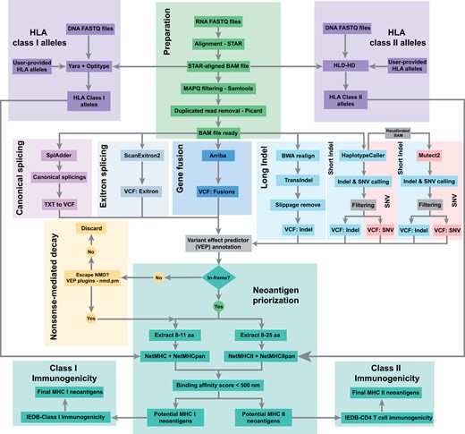 The workflow of ScanNeo2 is divided into three parts. In the first part, the input reads are prepared for the subsequent analysis, which includes the genotyping of the HLA alleles. In the next step, the variation calling is performed using the different modules canonical splicing, exitron, gene fusion, and indel/snp detection. This is concluded with the neoantigen prioritization.