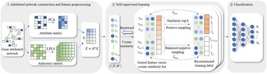 The workflow of SSLpheno. ① Attributed network construction and feature preprocessing. ② Self-supervised learning for pre-training. ③ Multi-label classification for phenotype prediction.
