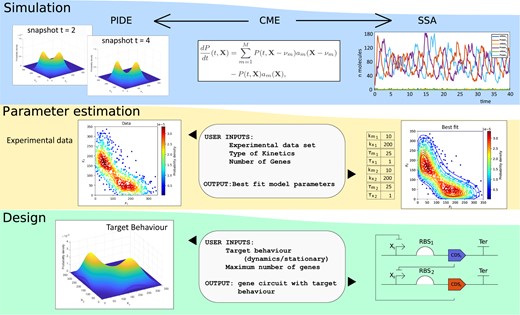 Main features of IDESS: (i) simulation of biocircuit dynamics by Semi-Lagrangian (PIDE model) or SSA Algorithms, (ii) parameter estimation from experimental data for model identification, and (iii) automated design of biocircuits, delivering synthetic gene circuits (topology and parameters) with predefined target behaviors. IDESS applies CPU and GPU parallel implementations of stochastic simulation and global optimization to accelerate computing.