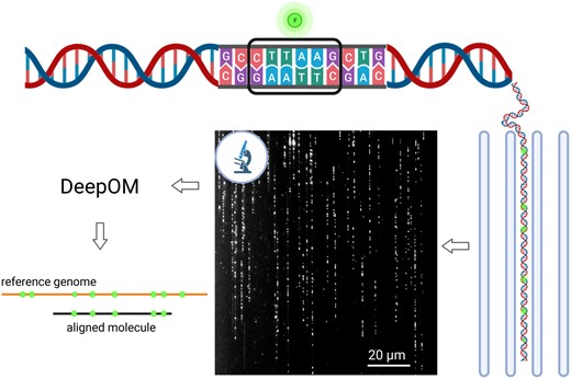 Optical genome mapping using DeepOM. DNA molecules are fluorescently labeled at specific sequence motifs, CTTAAG in this study. Then, they are stretched in nano-channels and imaged in a microscope. The images are analyzed by the DeepOM software, and each molecule is aligned to its top matching position in one of the reference genome sequences