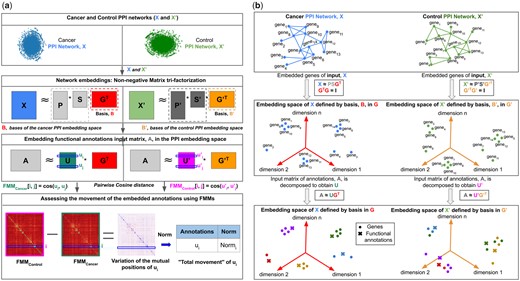(a) Illustration of our new FMM-based method. For a pair of cancer and control tissues, we construct their tissue-specific PPI interaction networks as explained in Section 2.1 (in green and blue for cancer and control, respectively). These networks, represented by their PPMI matrices, X and X′, are decomposed as the products of three factors: P, S, and GT for cancer, and P′, S′, and G′T for control, where the set of all rows of GT and G′T defines the basis B and B′, respectively (illustrated in the second panel from the top). From these matrix factors, we use the bases matrix of the resulting NMTF-based embedding spaces, GT and G′T, to generate the matrices U and U′, whose ith row are the embedding vectors ui of annotation ai in the cancer and control embedding spaces defined by the bases, B and B′, respectively (illustrated in the third panel from the top). We capture the distances (cosine distances) between the embedding vectors of all pairs of annotations, in each cancer and control embedding space, by computing FMMs as defined in Section 2.4 and illustrated at the ‘Pairwise Cosine distance’ line between the two panels at the bottom of the figure. Then, we subtract the cancer and control FMM matrices, FMMControl—FMMCancer, to detect the changes in mutual positions of the embedding vectors ui of each annotation ai between cancer and control embedding spaces. Finally, to have the score of ‘movement’ for ui (illustrated in Section 2.7), we apply the Euclidean norm to the rows of the matrix identified as ‘Variation of the mutual positions of ui’ in the bottom panel of the figure. (b) Toy example of our new FMM-based method: the first panel shows a toy example of cancer and control PPI networks. The second panel shows a 3D illustration of the embedding spaces of the toy example of cancer and control networks generated by our NMTF framework. The third panel shows the embedding vectors of the biological functions in the aforementioned cancer and control embedding spaces. Colors in the third panel represent the biological functions of the genes.