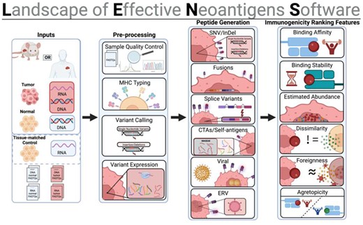 LENS: Landscape of Effective Neoantigens Software