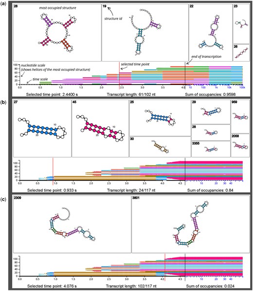 Three SVG downloads from the DrForna cotranscriptional folding visualization application. Additional annotations are provided in italic font. Each example shows a single time point which is written below, and indicated by a red vertical line. The top area shows the individual structures using the default layout of forna (Kerpedjiev et al. 2015). The rectangle area is proportional to the occupancy of a structure, and occupancy decreases from left to right. The bottom part of the visualization shows an overview over the other simulation time points. The nucleotide colors of the most occupied structure are plotted along the y-axis to quickly identify regions where the dominant structure changes. The vertical black line is always at 75% of the time scale width and marks the end of transcription, as well as a transition from a linear to a logarithmic scale. This reserves enough space for the often comparatively short time period of cotranscriptional folding compared to a much longer simulation time afterwards. See main text for the interactive features of the JavaScript application. (a) A designed RNA with many cotranscriptionally triggered helix competitions. The image shows a specific time point (2.44 s, at 61 nt length) of a DrTransformer (Badelt et al. 2023) simulation, with five competing secondary structures. The sum of occupancies value of 0.9598 indicates that 0.0402 % of the ensemble are not displayed, as the individual occupancies of remaining structures are below a threshold. At the selected time point, the most occupied structure has the form of a clover leaf with four helices. Two of those helices share the same color, as they are perfectly aligned with respect to their imaginary center (31.5 nt). Following the most dominant structures in the bottom panel reveals many cotranscriptional helix competitions. For example, the initially formed green helix is quickly replaced by a pink helix (at 0.75 s), but it appears again long after transcription has ended. Meanwhile, the pink helix remains stable for the whole cotranscriptional folding process. (b) The results of a Kinfold (Flamm et al. 2000) simulation of the E.coli SRP RNA. The selected time point shows a competition prior to the formation of the so-called H1 helix, which is believed to play an important part in the cotranscriptional folding process of SRP (Fukuda et al. 2020, Yu et al. 2021). Our color scheme ensures that small changes in the imaginary center are clearly distinguishable with different colors. Thus, structures with mixed composition of competing helices are easy to identify. The golden struture with ID 30 will become the dominant helix for most of the cotranscriptional folding process. For a more detailed discussion and the biological relevance of these results, see Badelt and Lorenz (2023). (c) The same simulation result as shown in (b), but at a time point where the functional SRP conformation starts to form. Note that the occupancy threshold is chosen to show the two most dominant structures, which combined present only 2.4% of the ensemble.