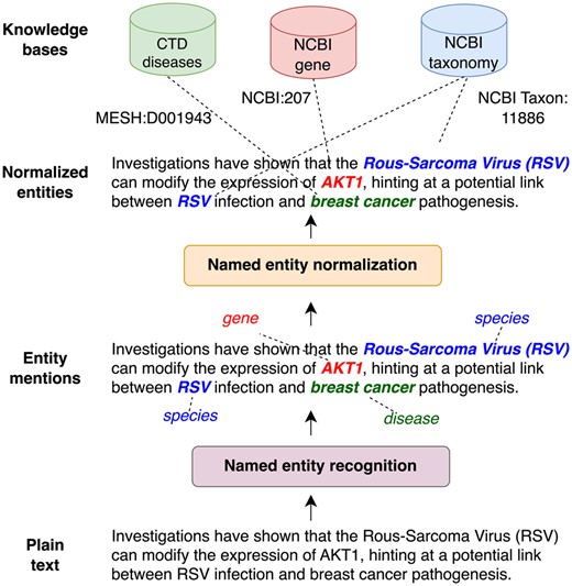 Illustration of named entity extraction. First entity mentions are identified (NER) and then mapped to standard identifiers in a knowledge base (NEN).