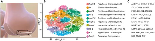 (A) Normal human femoral epiphyseal articular cartage biopsy region from which scRNA-seq data was obtained. (B) tSNE graphics of the named clusters from the study (Swahn et al. 2023). (C) The list of key genes used to produce the cluster names—inconsistent with known biology of this tissue.